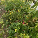 Garden Hostel *