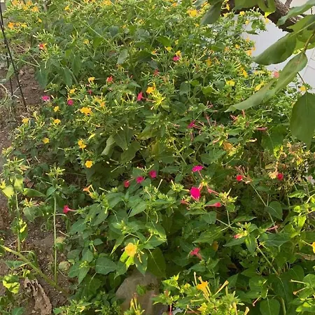 Garden אכסניה *